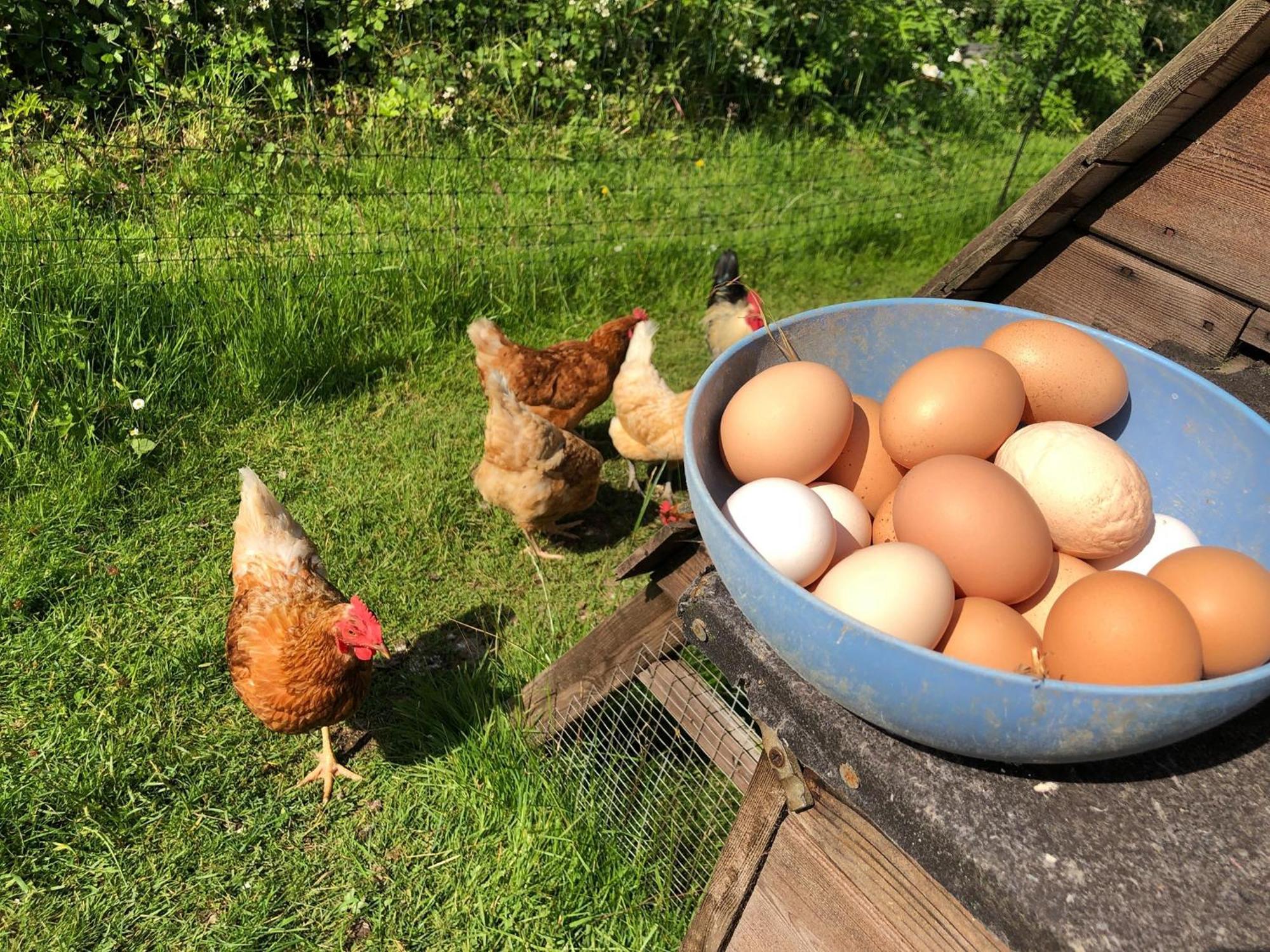 Treberfedd Farm Cottages And Cabins 람피터 외부 사진